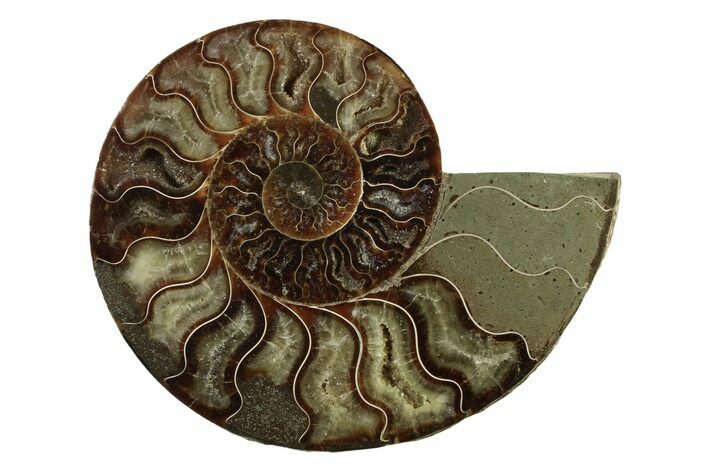 Cut & Polished Ammonite Fossil (Half) - Madagascar #341214